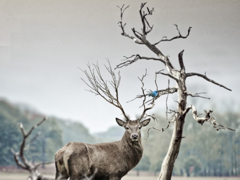Rothirsch mit verzweigtem Geweih, auf dem ein blauer Vogel sitzt; kahler Baum in nebligem Hintergrund.